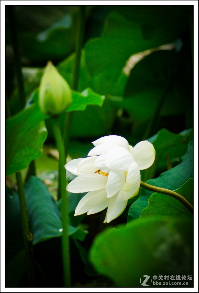 夏天到了，又开始拍荷花了。