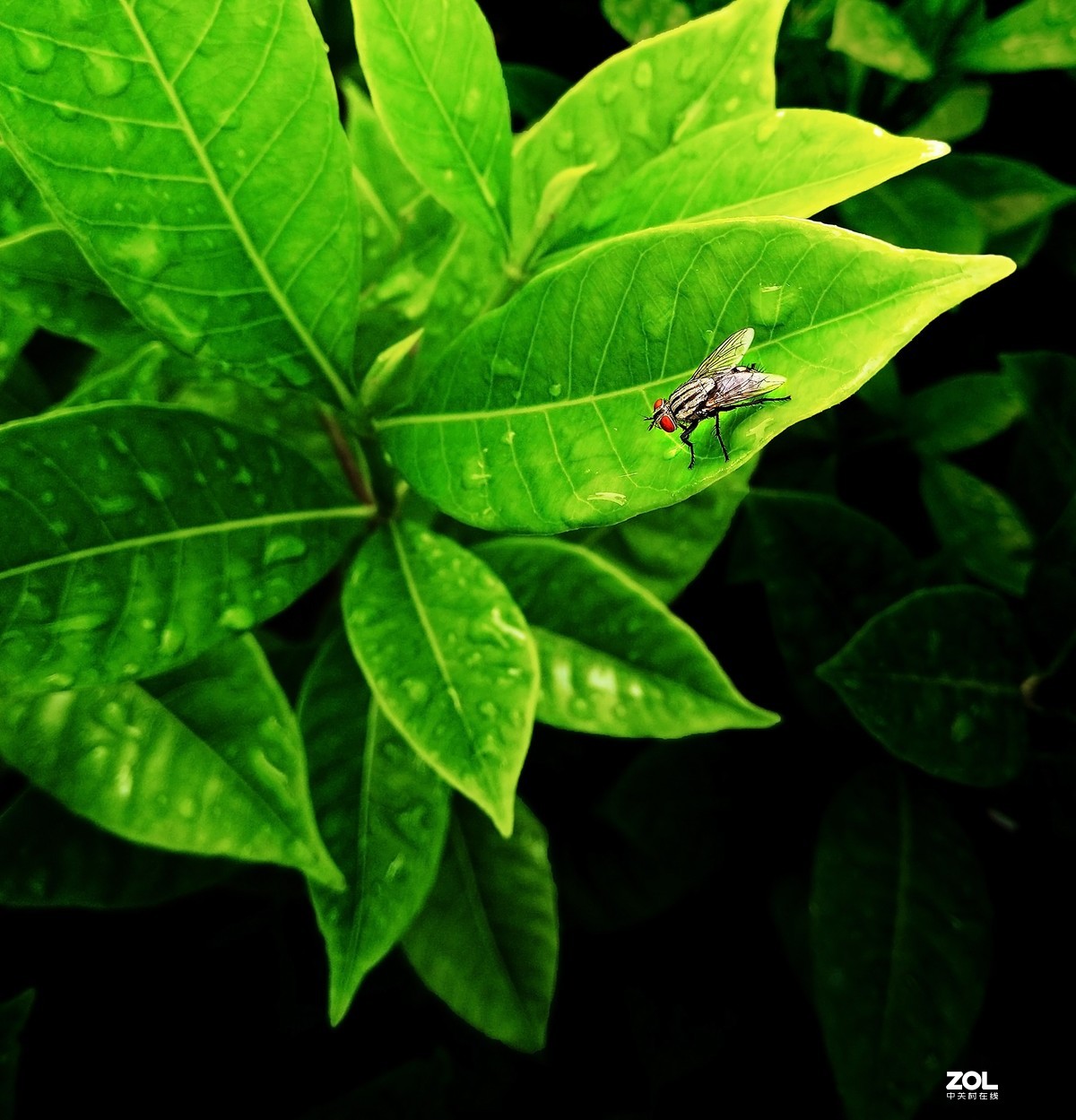 晨雨过后 -- 手机小品