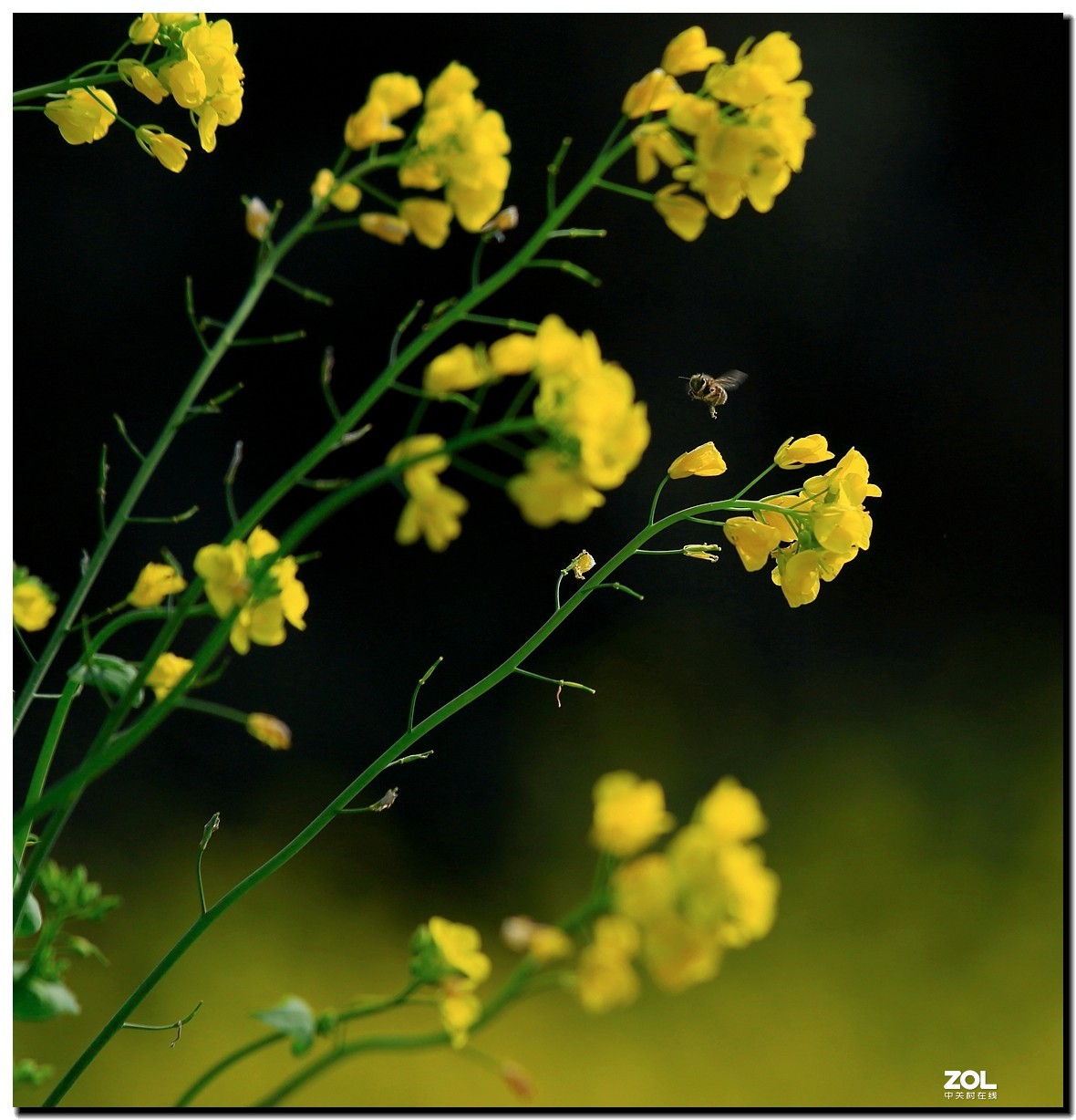 油菜花蜂蜜图