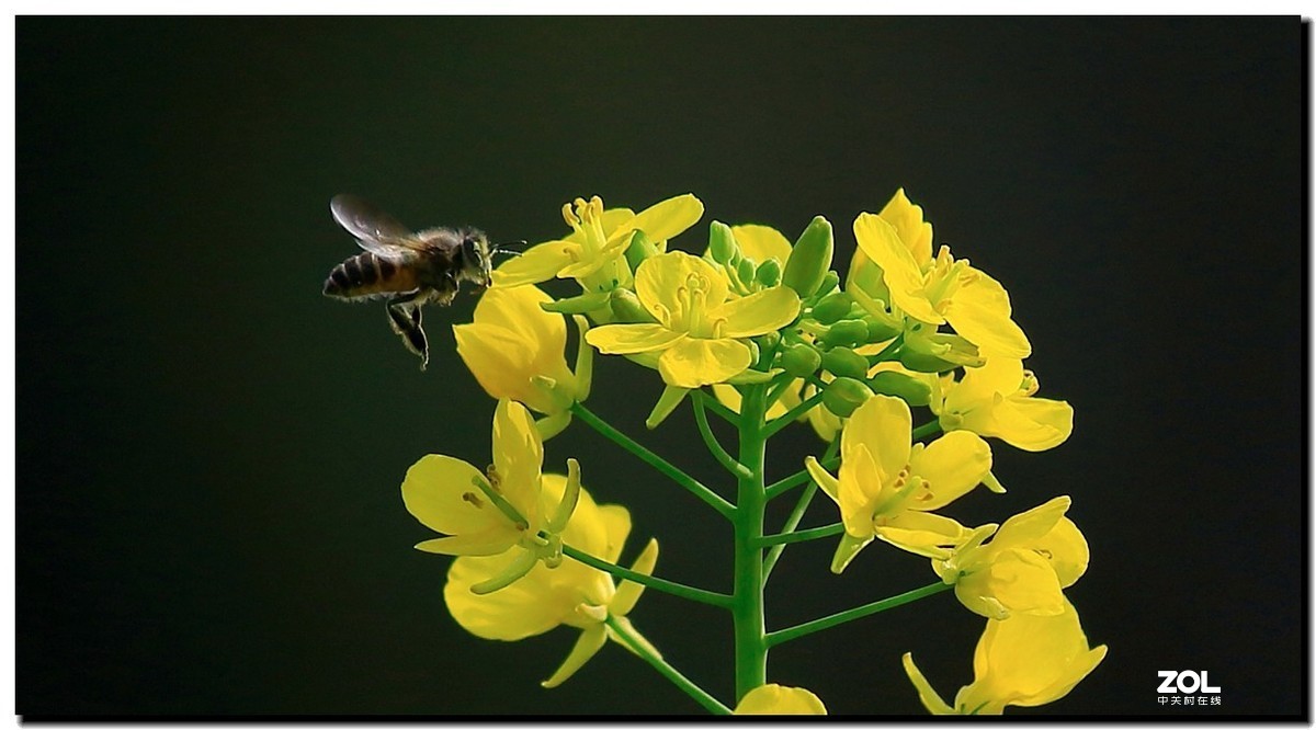 油菜花蜂蜜图