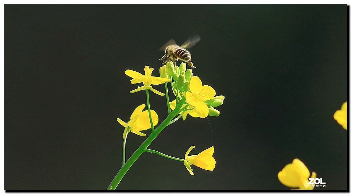 油菜花蜂蜜图