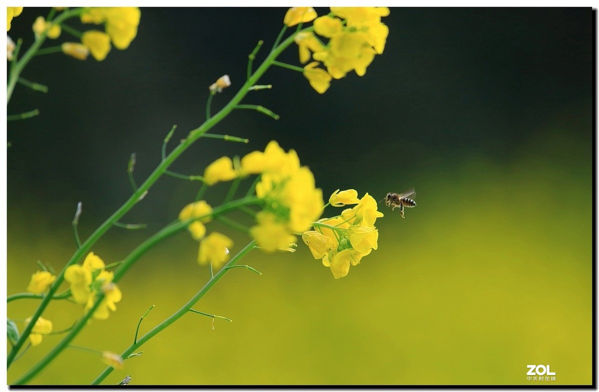 油菜花蜂蜜图