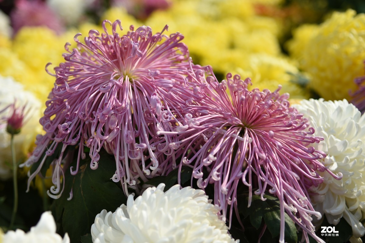 #版主坐堂# 尼康镜头星空(中国)2020年2月部分优秀作品欣赏