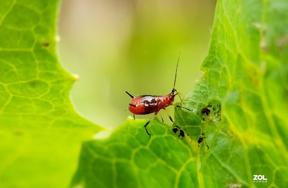 realme  x2拍的各种昆虫和蚂蚁。