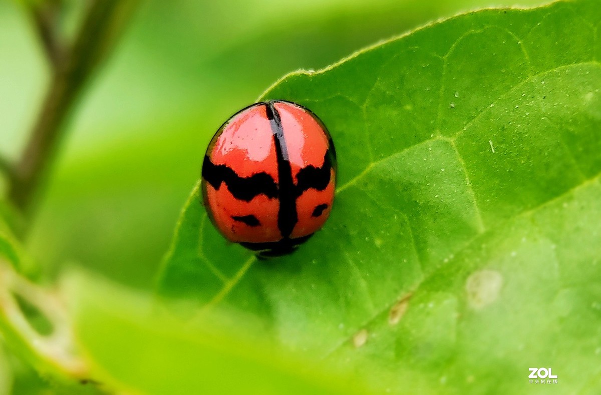 realme  x2拍的各种昆虫和蚂蚁。