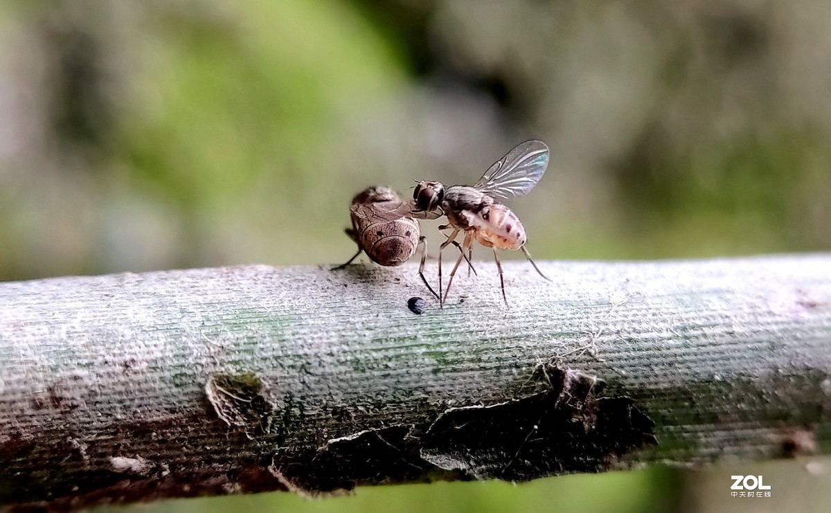 realme  x2拍的各种昆虫和蚂蚁。