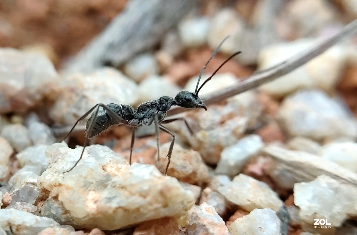 realme  x2拍的各种昆虫和蚂蚁。