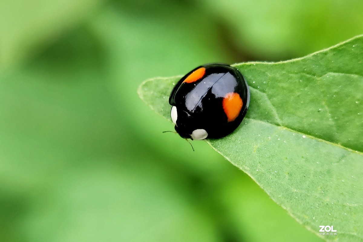 realme  x2拍的各种昆虫和蚂蚁。