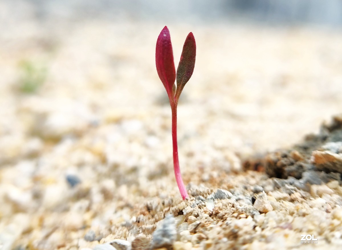 realme  x2拍的各种昆虫和蚂蚁。