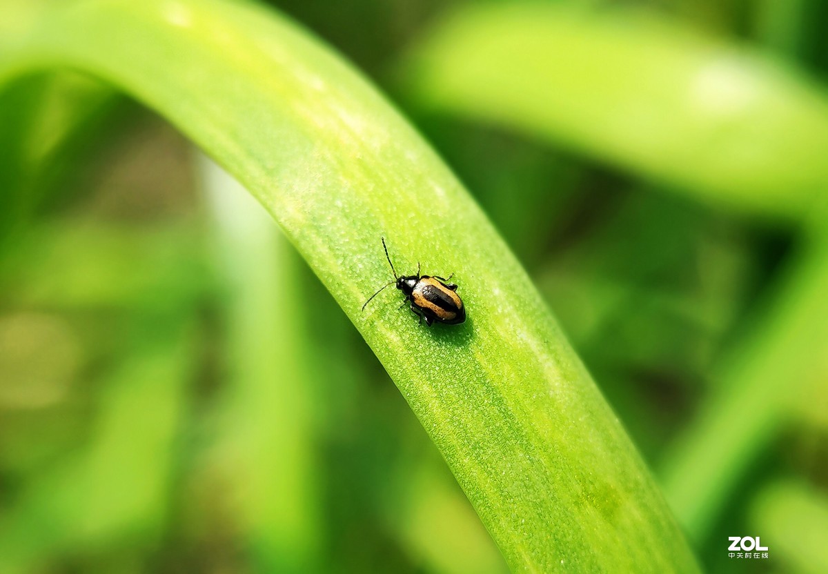 realme  x2拍的各种昆虫和蚂蚁。