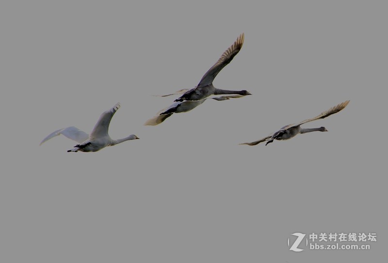 烟墩角天鵝广场：展翅高飞！