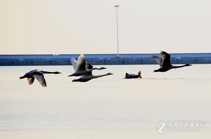 烟墩角天鵝广场：展翅高飞！