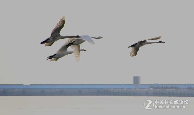 烟墩角天鵝广场：展翅高飞！