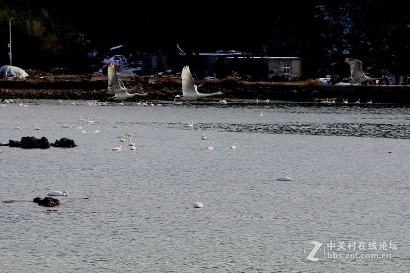 烟墩角天鵝广场：展翅高飞！