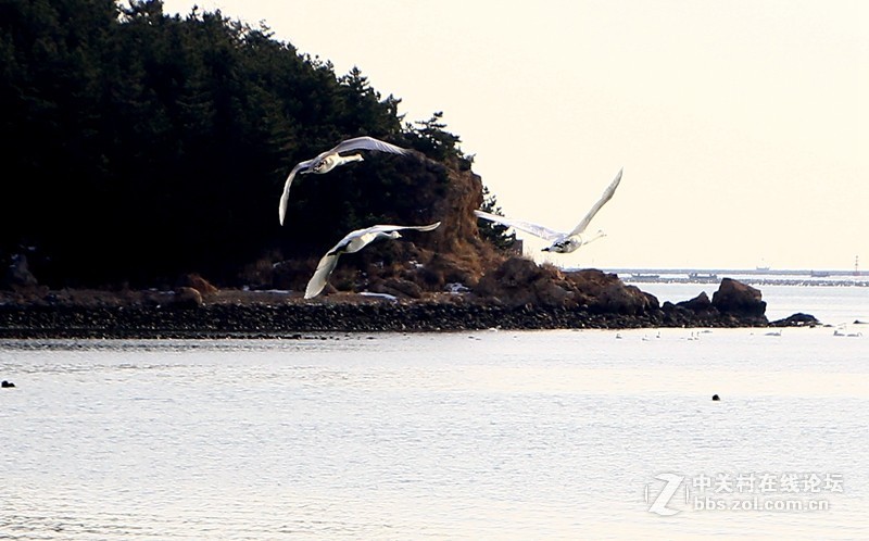 烟墩角天鵝广场：展翅高飞！