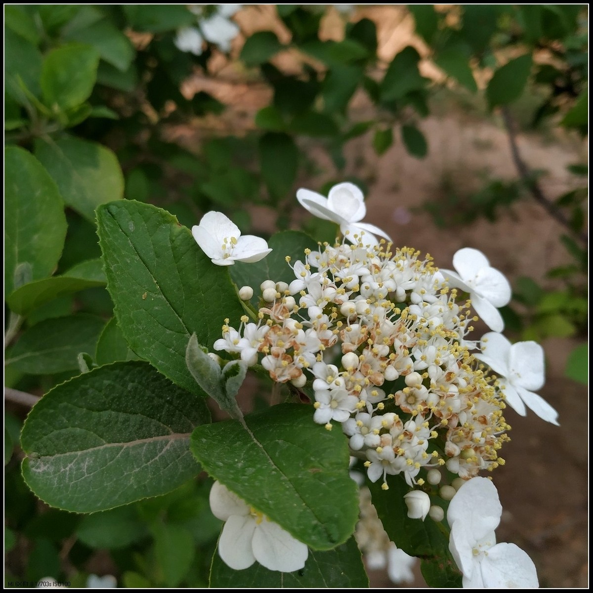 盛開的天目瓊花春花爛漫系列之六