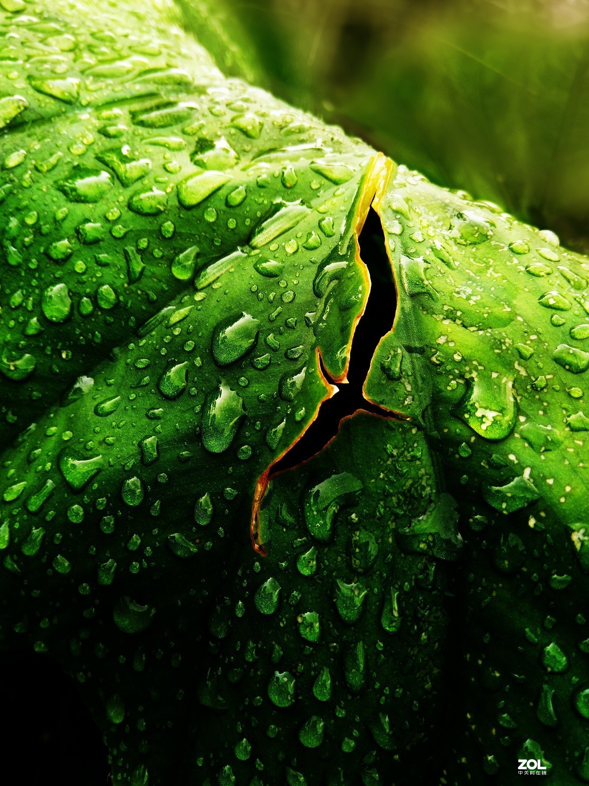 晨雨过后 -- 手机小品