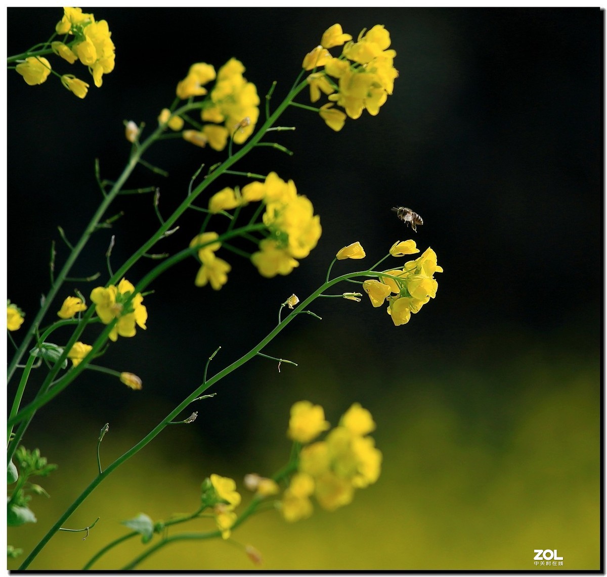 油菜花蜂蜜图