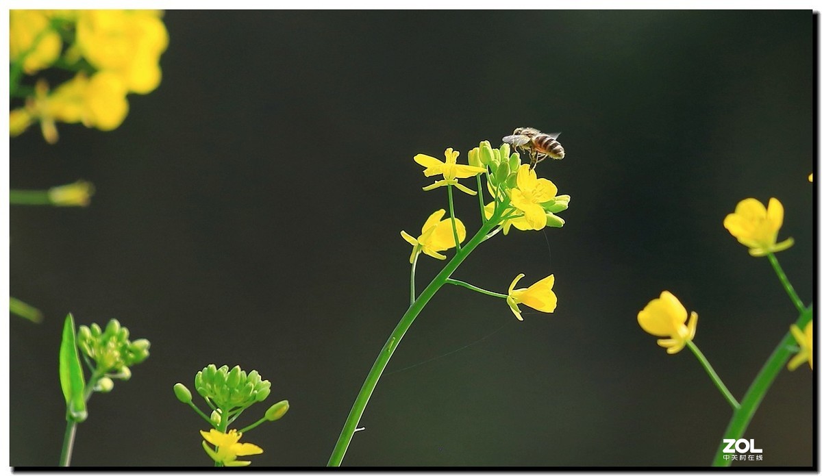 油菜花蜂蜜图