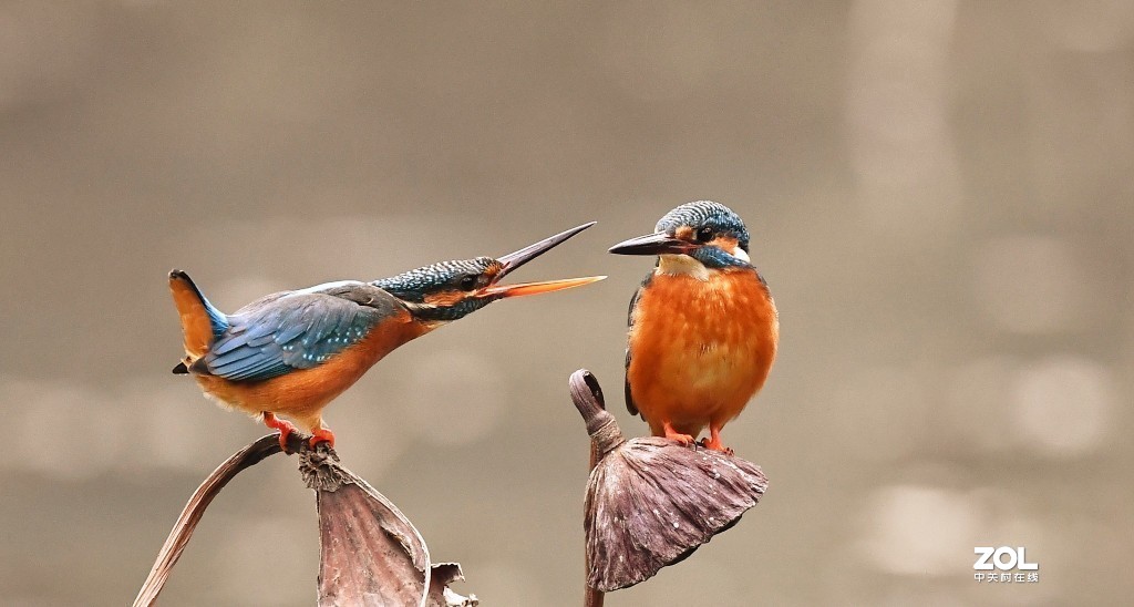 #版主坐堂# 尼康镜头星空(中国)2020年2月部分优秀作品欣赏