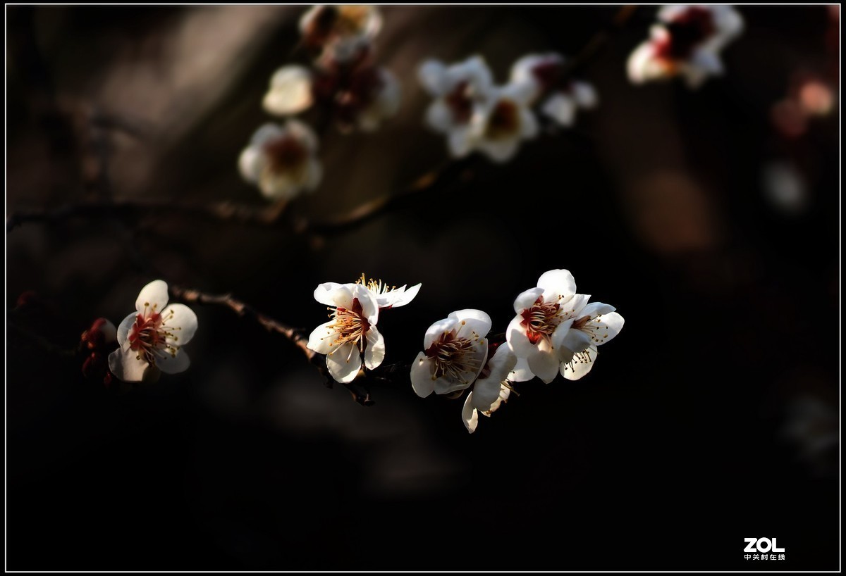 #版主坐堂# 尼康镜头星空(中国)2020年2月部分优秀作品欣赏