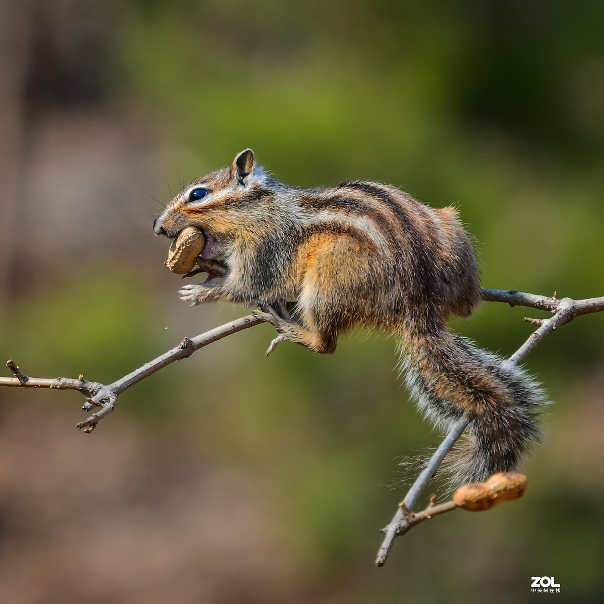 #版主坐堂# 尼康镜头星空(中国)2020年2月部分优秀作品欣赏