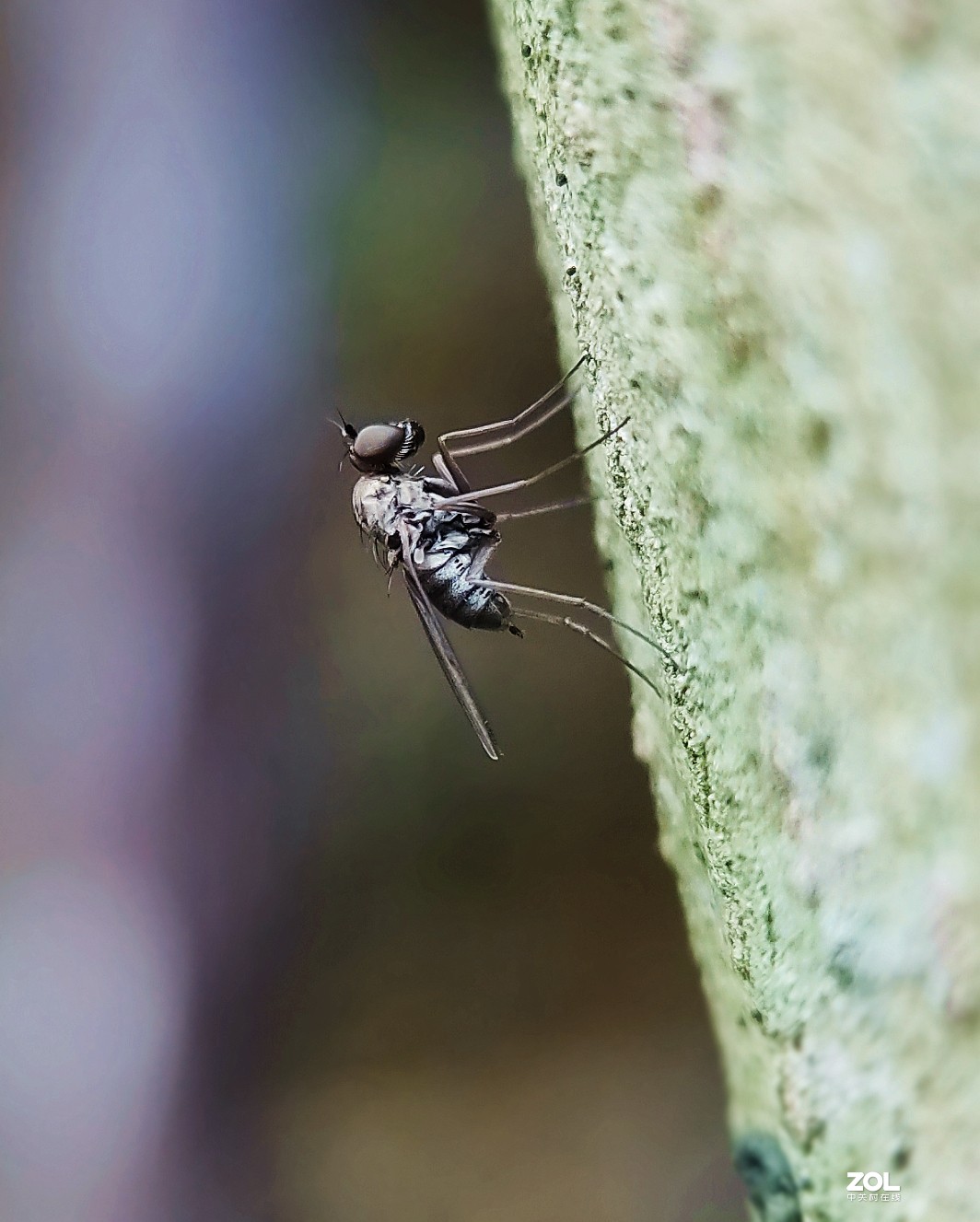 realme  x2拍的各种昆虫和蚂蚁。