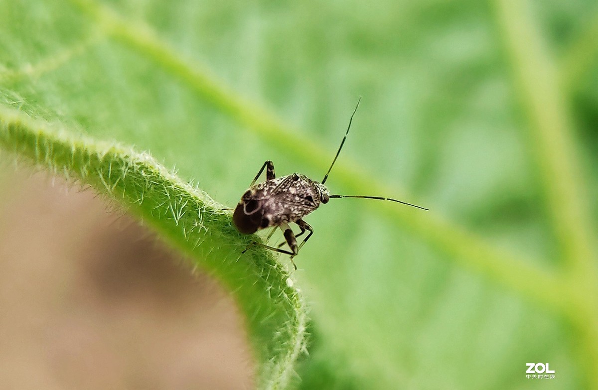 realme  x2拍的各种昆虫和蚂蚁。