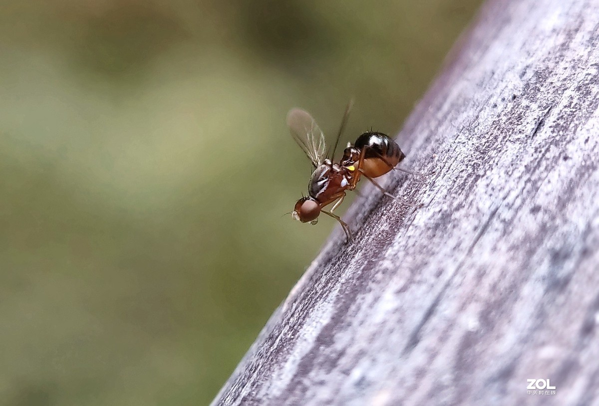realme  x2拍的各种昆虫和蚂蚁。
