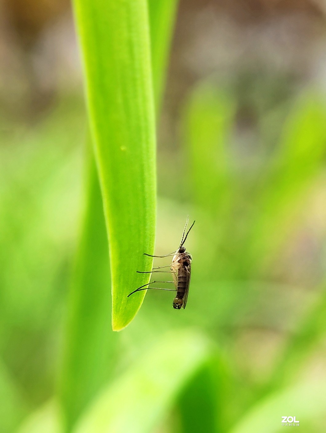 realme  x2拍的各种昆虫和蚂蚁。