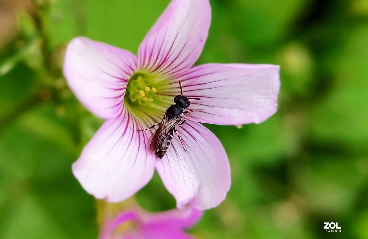 realme  x2拍的各种昆虫和蚂蚁。