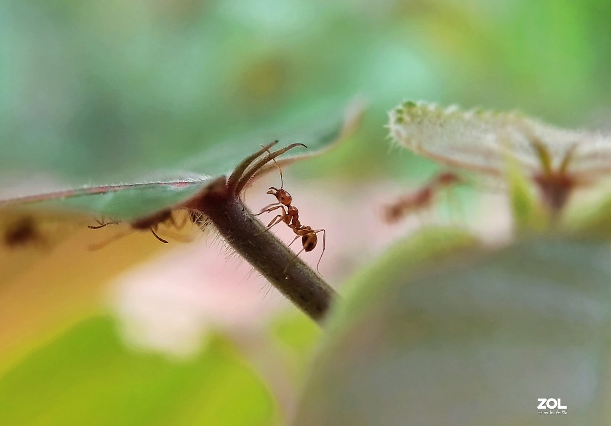 realme  x2拍的各种昆虫和蚂蚁。
