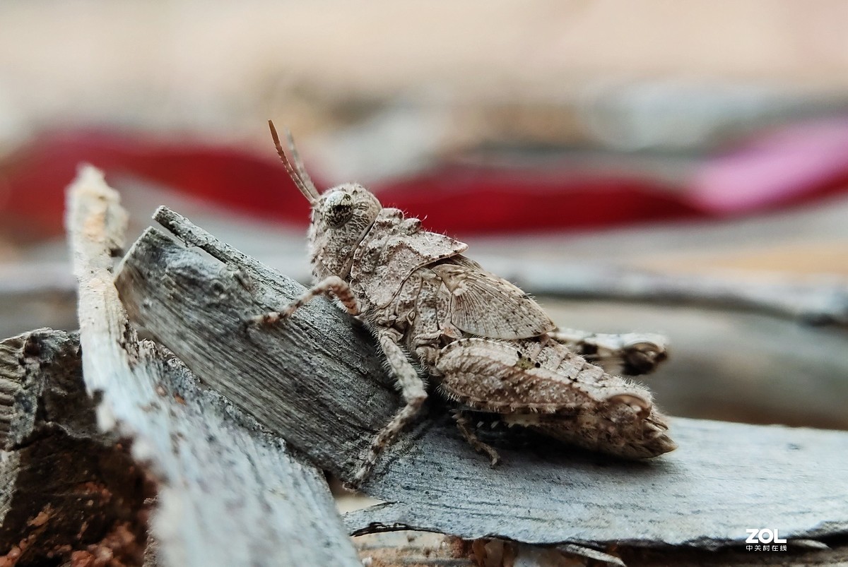 realme  x2拍的各种昆虫和蚂蚁。