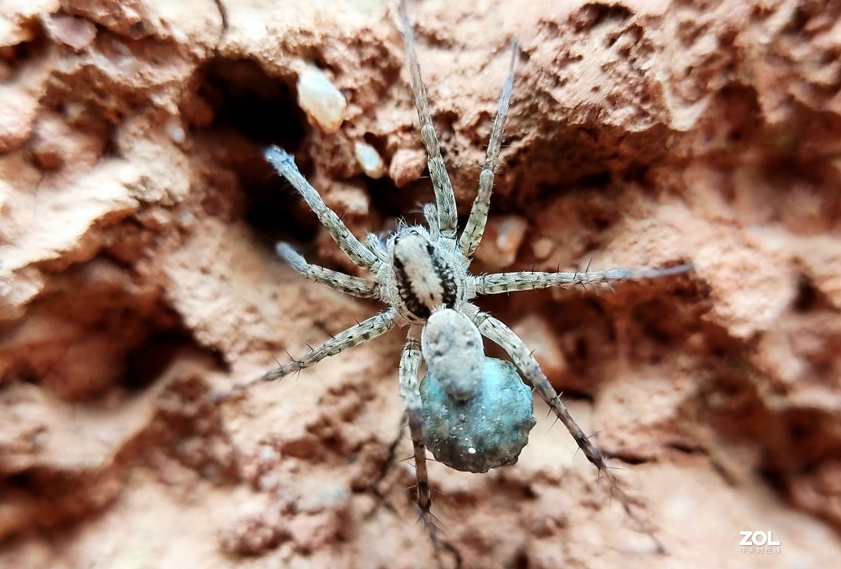 realme  x2拍的各种昆虫和蚂蚁。