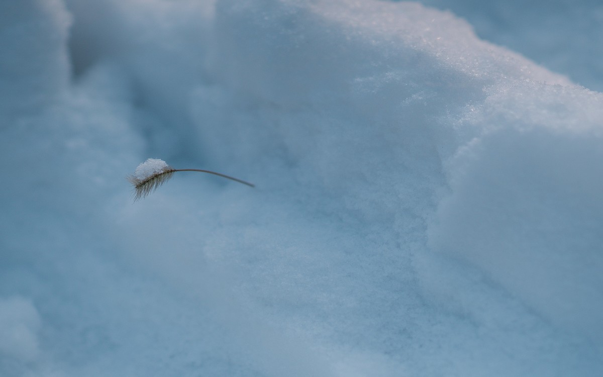 【罗兵】恋之冬雪