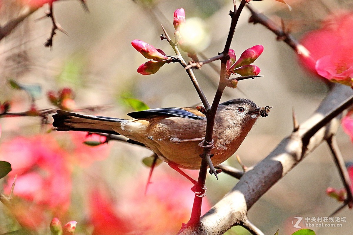 捉蜜蜂的蓝翅希鹛!