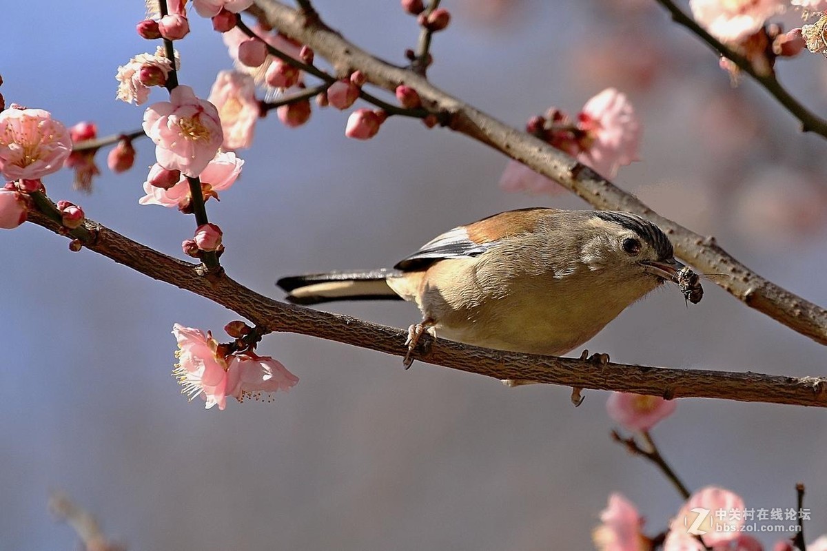 捉蜜蜂的蓝翅希鹛!