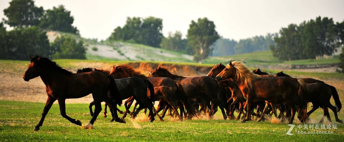 乌兰布统…奔驰的骏马