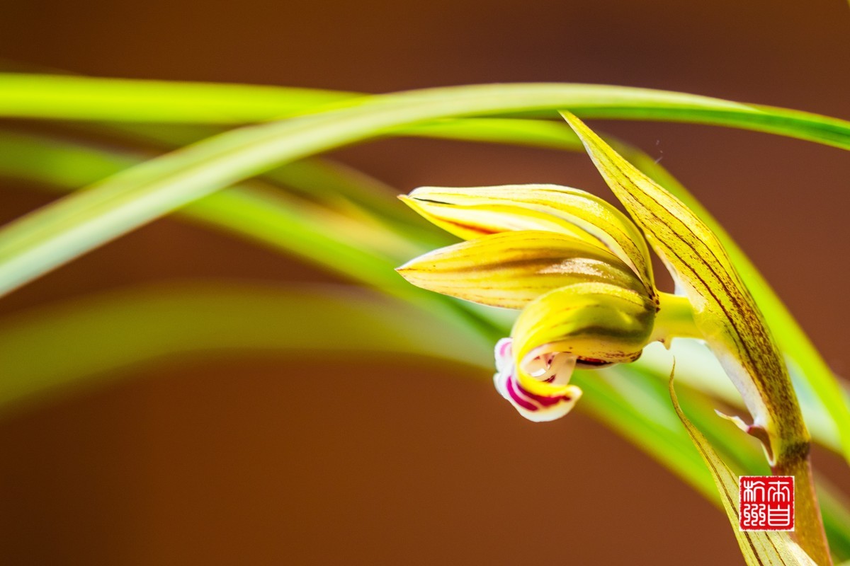 惟有兰花香正好3
