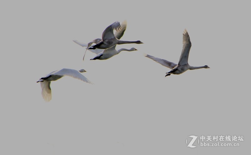 烟墩角天鵝广场：展翅高飞！