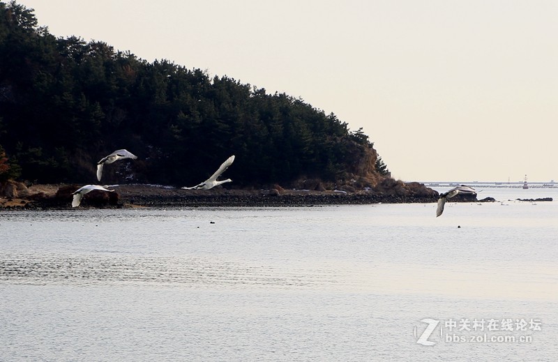 烟墩角天鵝广场：展翅高飞！