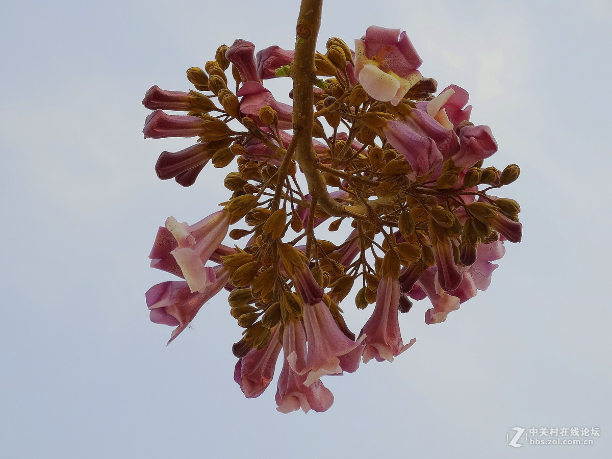 盛開的梧桐花