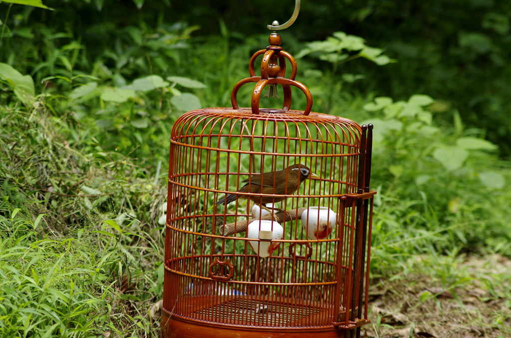 籠中畫眉鳥