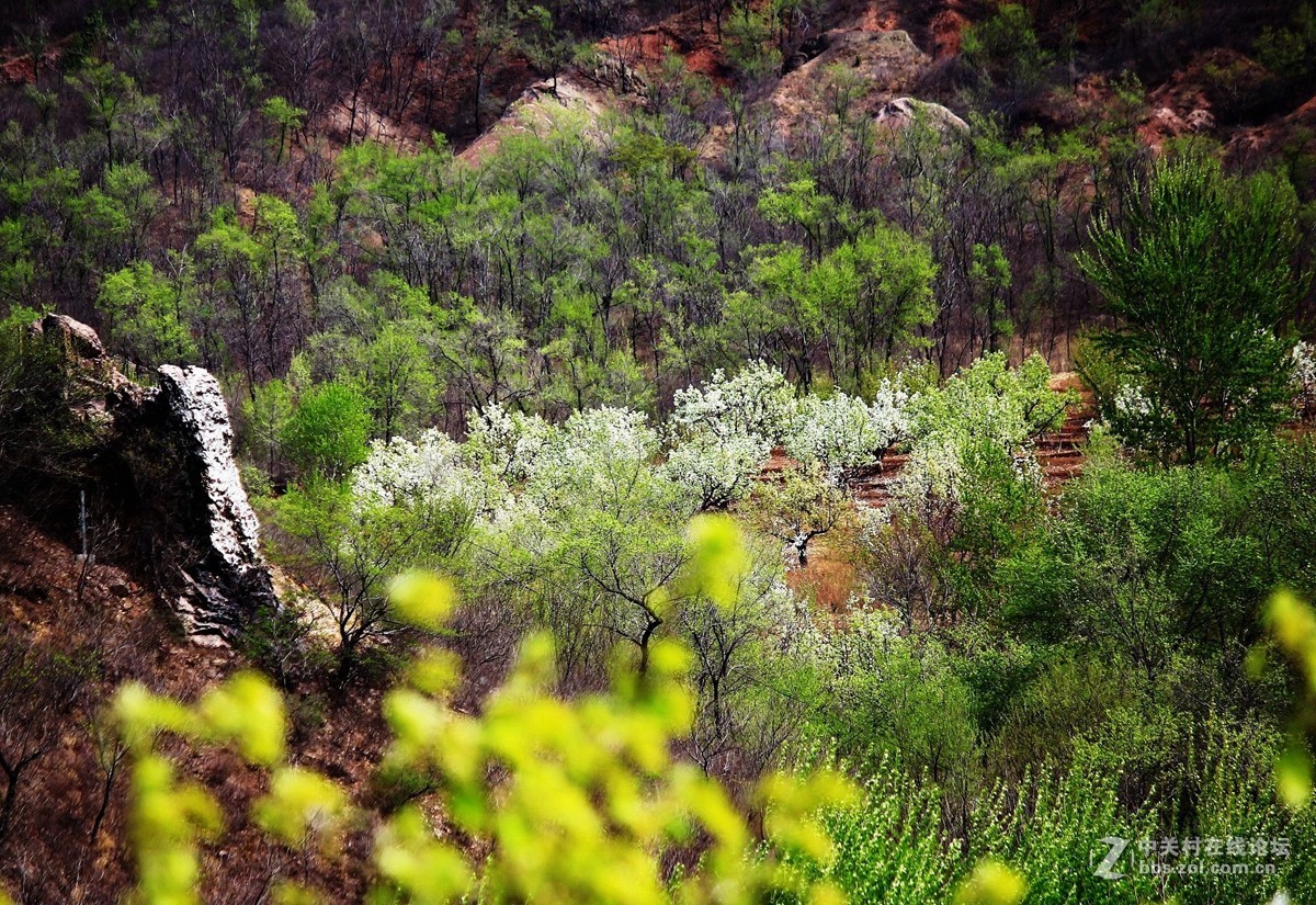 满山梨花漫天云朝阳梨树沟风光