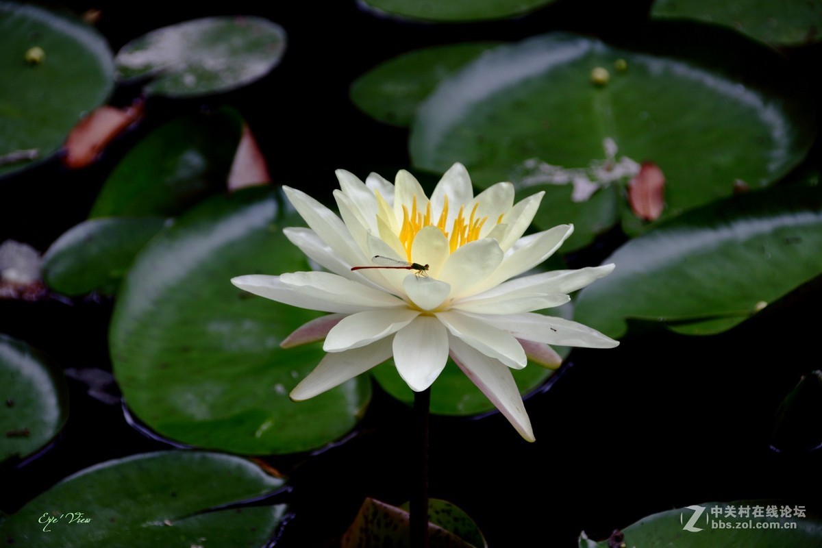 池塘中的荷花