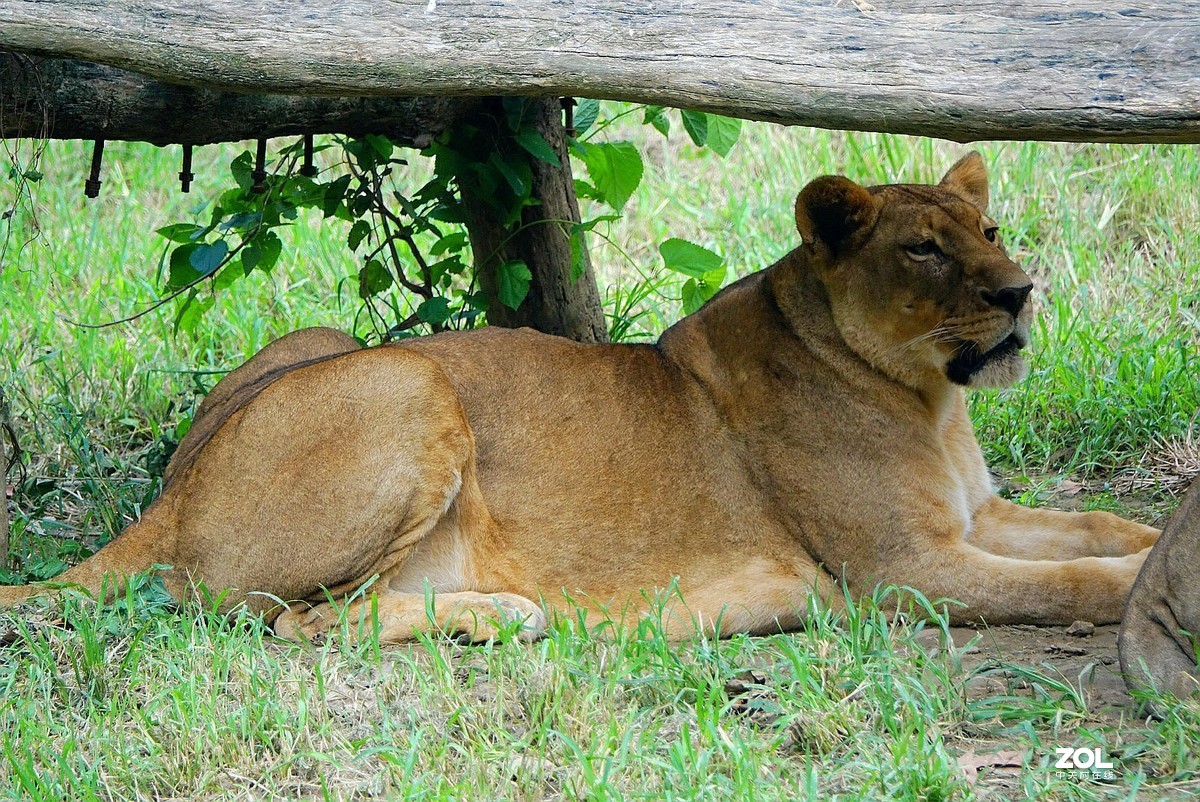 旅游--扬州动物园《3》