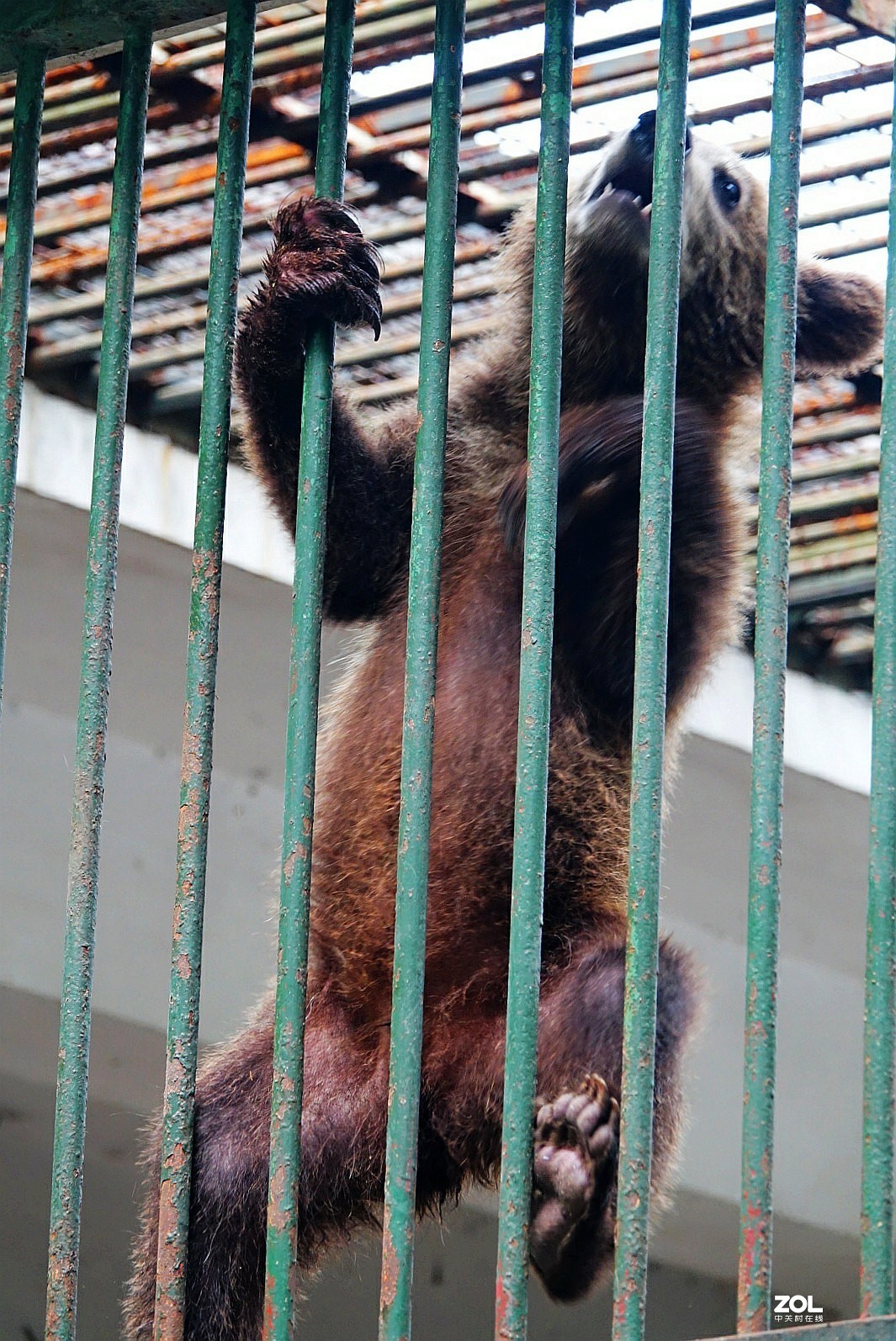 旅游--扬州动物园《3》