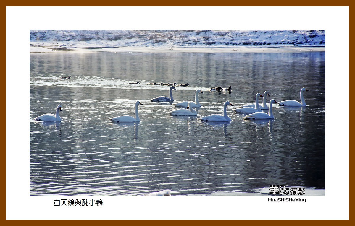 美色辽宁——白天鹅与丑小鸭（朝阳市北票南八家子乡红村天鹅湾）