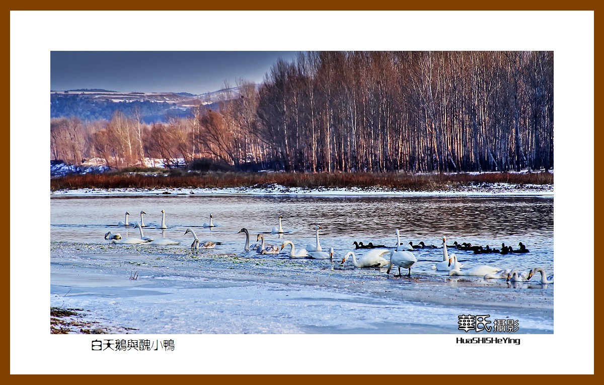 美色辽宁——白天鹅与丑小鸭（朝阳市北票南八家子乡红村天鹅湾）