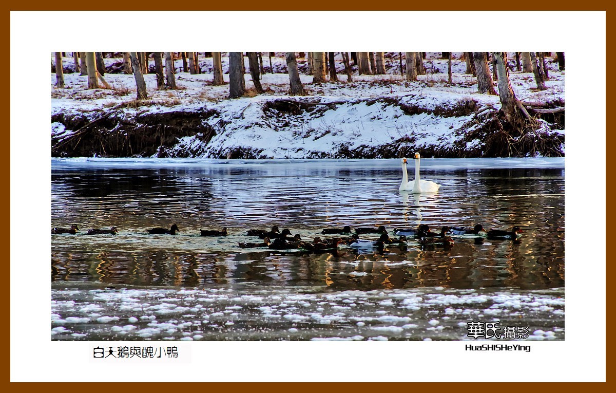 美色辽宁——白天鹅与丑小鸭（朝阳市北票南八家子乡红村天鹅湾）